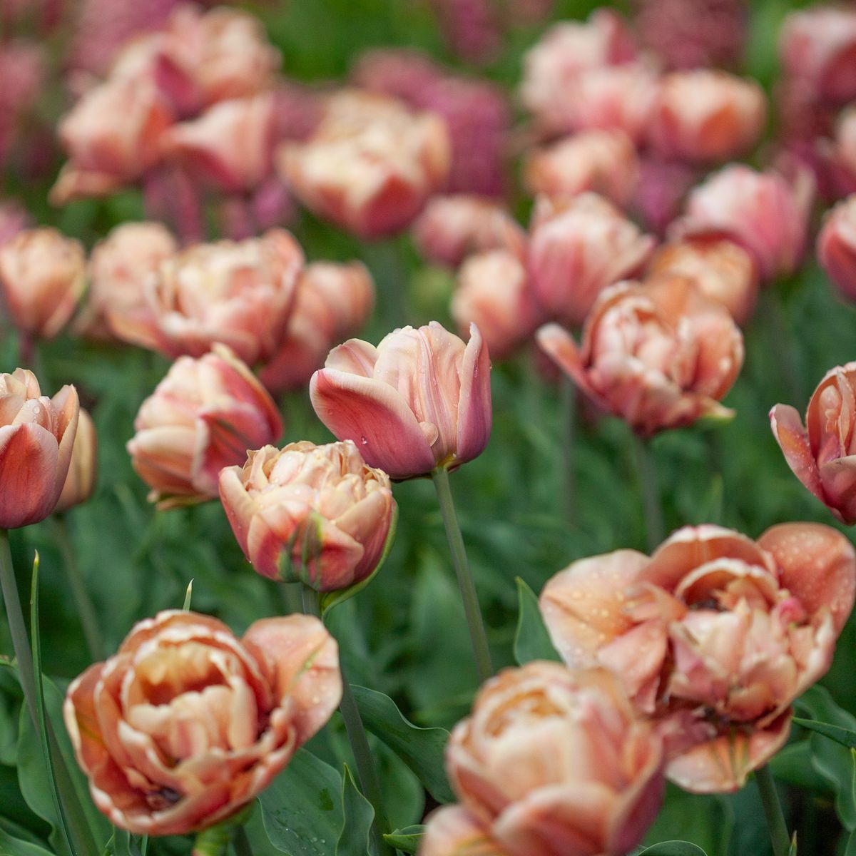 Tulipan 'La Belle Epoque' - 5 stk