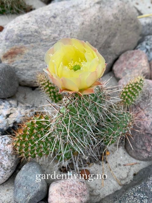 Hovedbilde Steppekaktus - Opuntia polyacantha