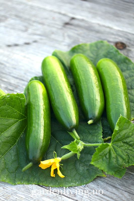 Slangeagurk 'Mini Munch' F1 mini - Cucumis sativus