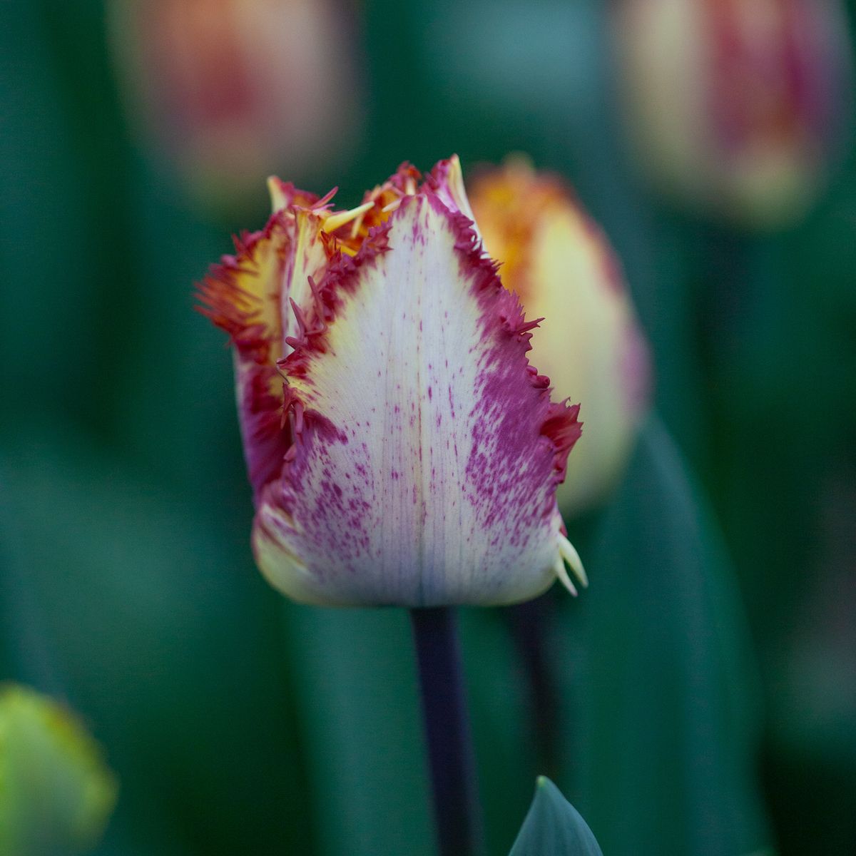 Tulipan 'Colour Fusion’,  Frynsetulipan  - 5 stk