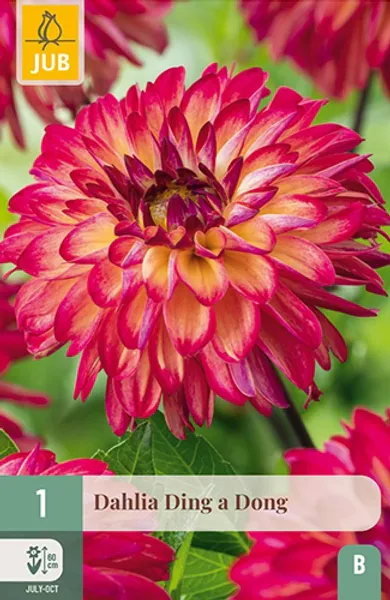 Hovedbilde Georgine 'Ding a Dong' - Dahlia x cultorum, 1 stk.