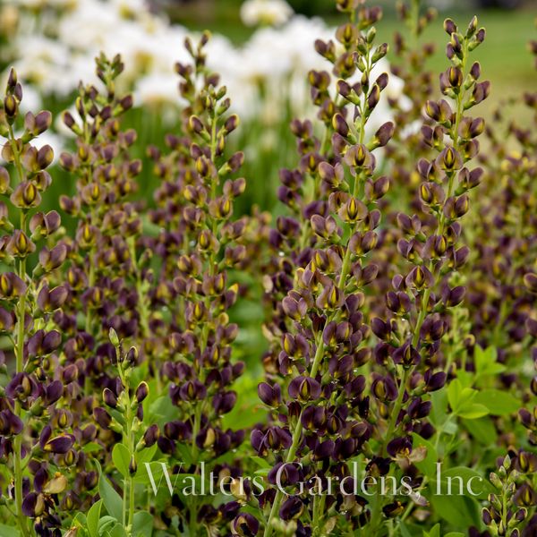 Hovedbilde Fargeskolm Decadence® 'Dark Chocolate' - Baptisia XL