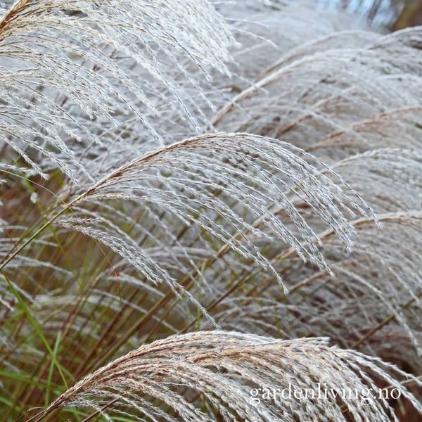 Hovedbilde Silkekinagress 'Silver Charm' - Miscanthus sinensis 