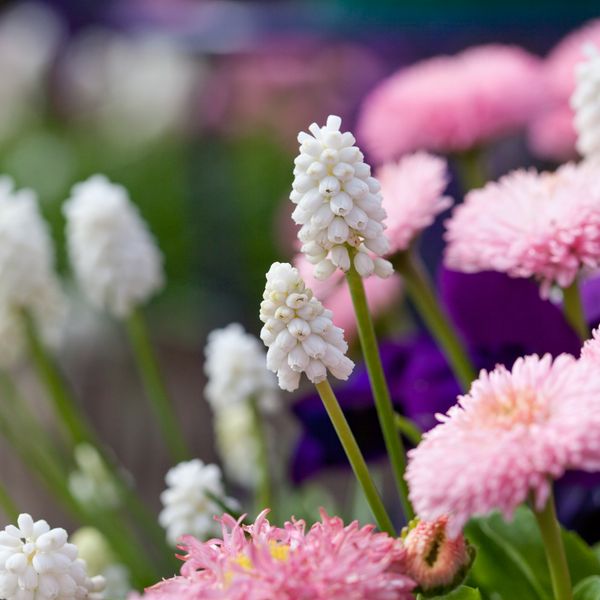 Hovedbilde Krydderperleblomst - Muscari botryoides ’Album’ ...