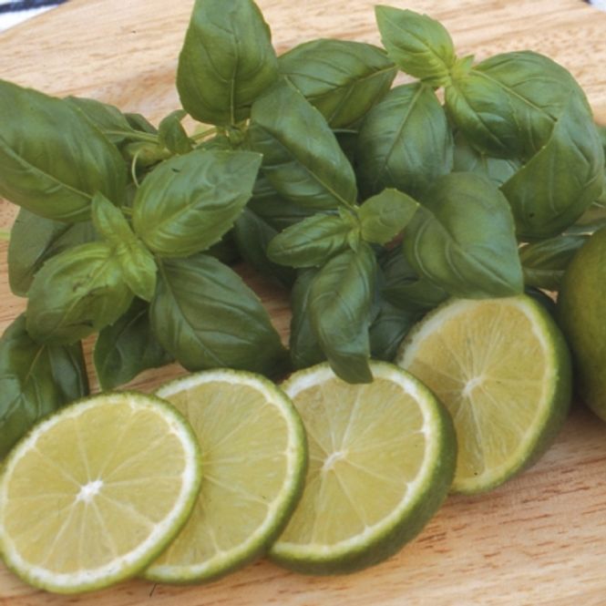 Hovedbilde Basilikum 'Lime' - Ocimum americanum