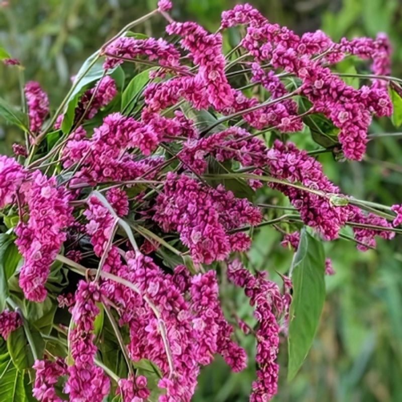 Kiss-me-over-the-garden-gate 'Cerise Pearls' - Persicaria orient