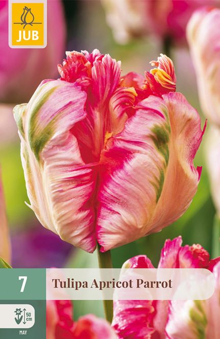 Hovedbilde Tulipan 'Apricot Parrot', Pappegøyeblomstrende - 7 stk