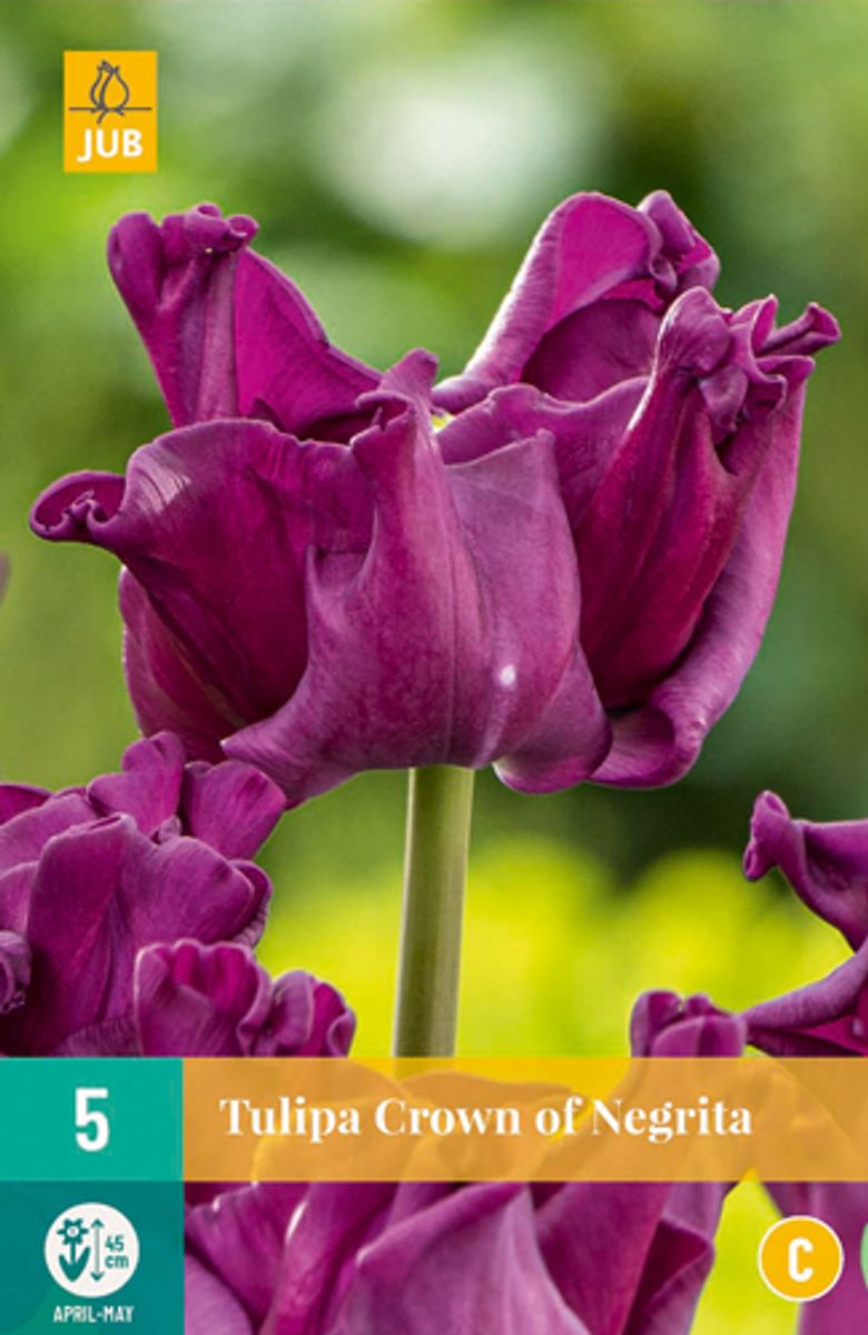 Tulipan 'Crown of Negrita', sen enkel - 5 stk