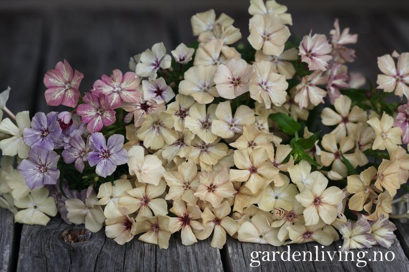 Sommerfloks 'Creme Brulee' - Phlox drummondii