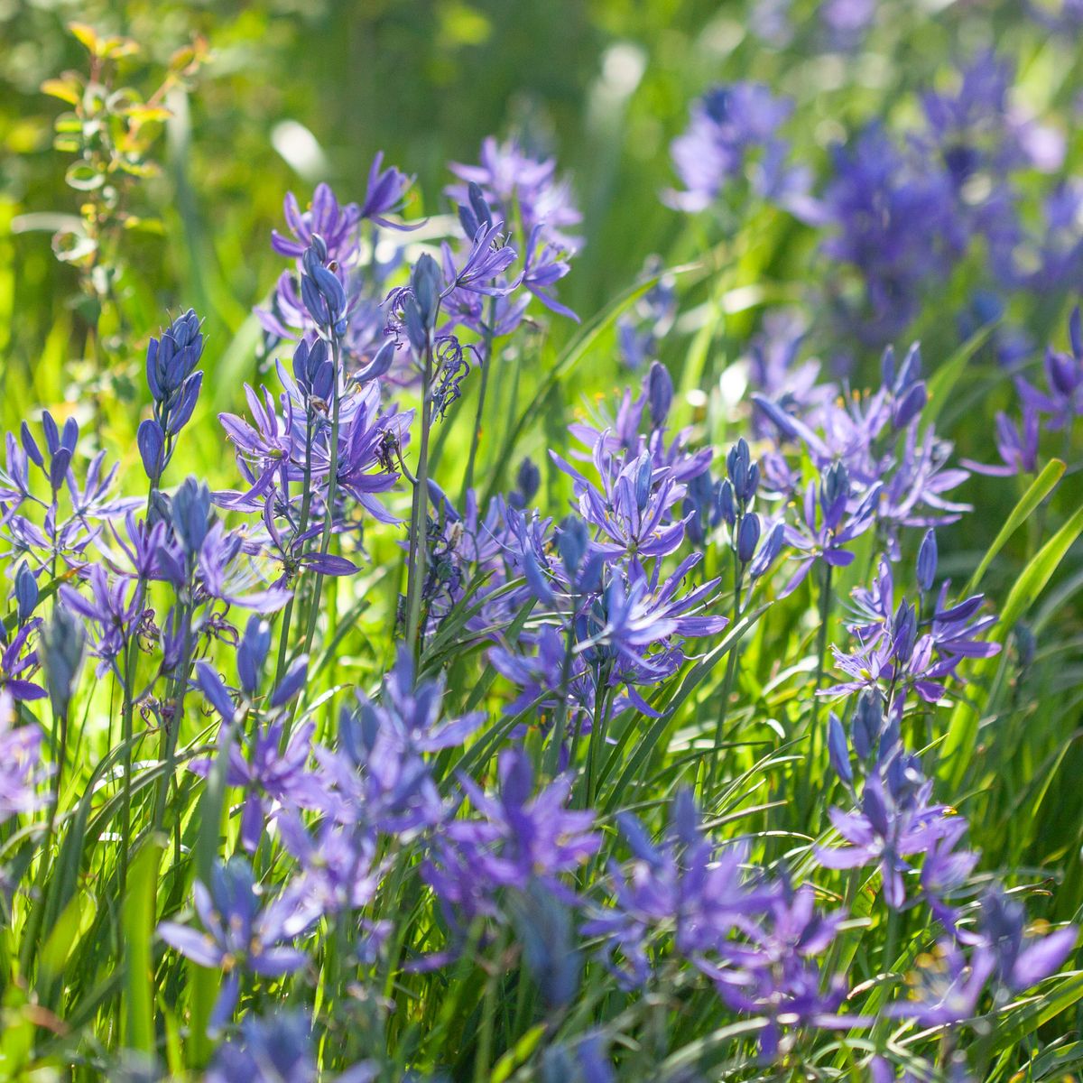 Bjørnestjerne -  Camassia quamash - 10 stk
