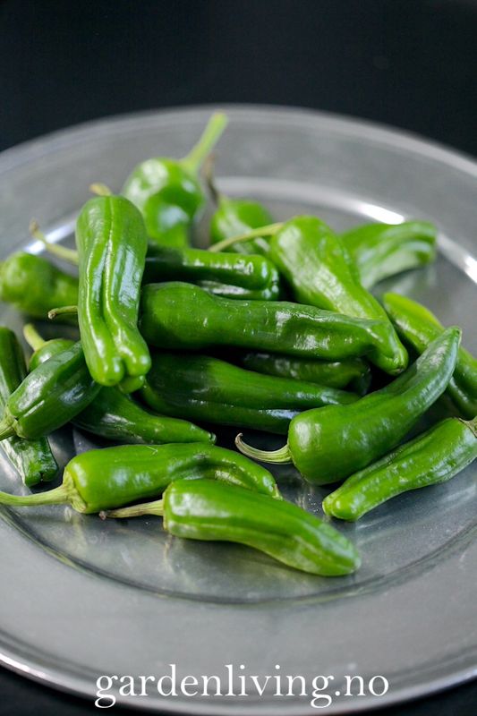 Chilipepper 'Padron' - Capsicum annuum 