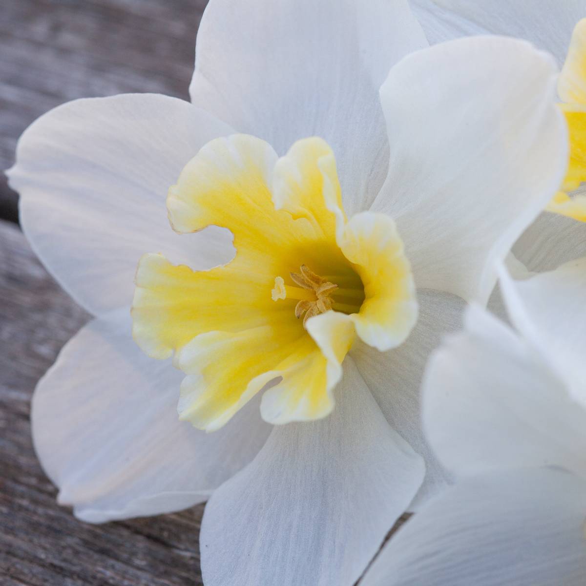Påskelilje 'Lemon Beauty' - 10 stk