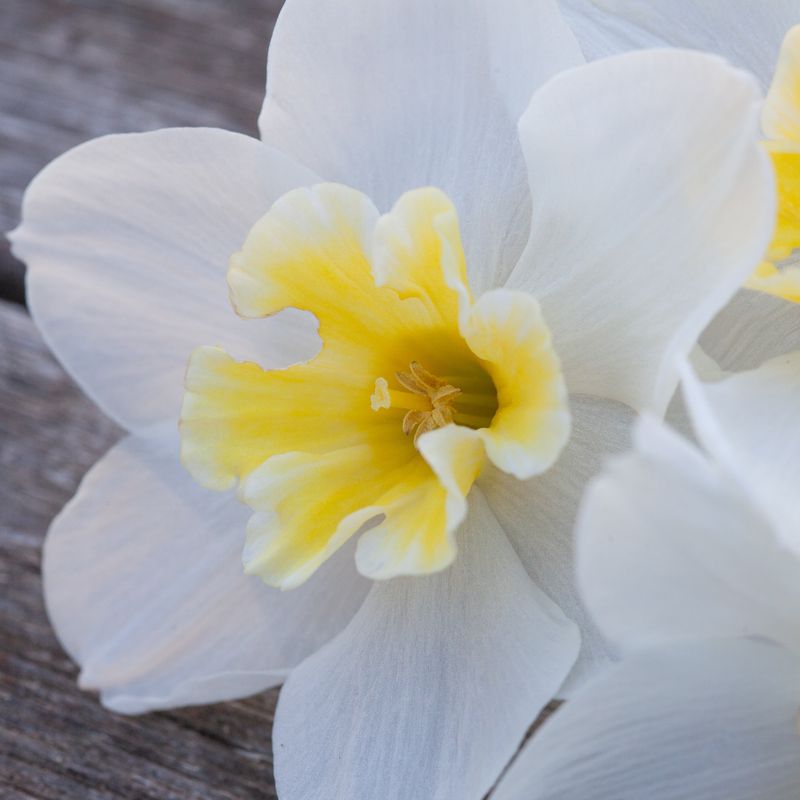 Påskelilje 'Lemon Beauty' - 10 stk