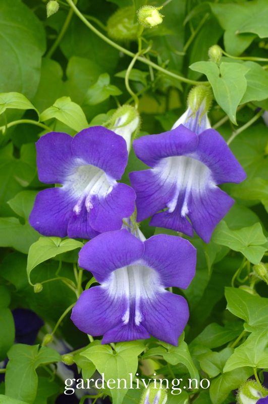 Klatreløvemunn 'Sky Blue' - Maurandya/ Asarina scandens 
