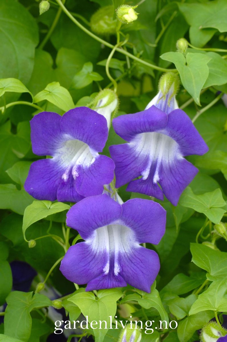 Klatreløvemunn 'Sky Blue' - Maurandya/ Asarina scandens 
