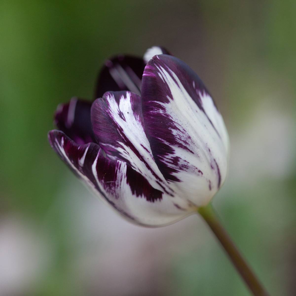 Historisk tulipan 'Black and White - Tulipa - 1 stk