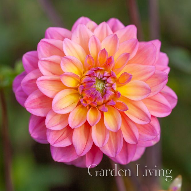 Hovedbilde Georgine 'Great Silence' - Dahlia x cultorum, 1 stk.