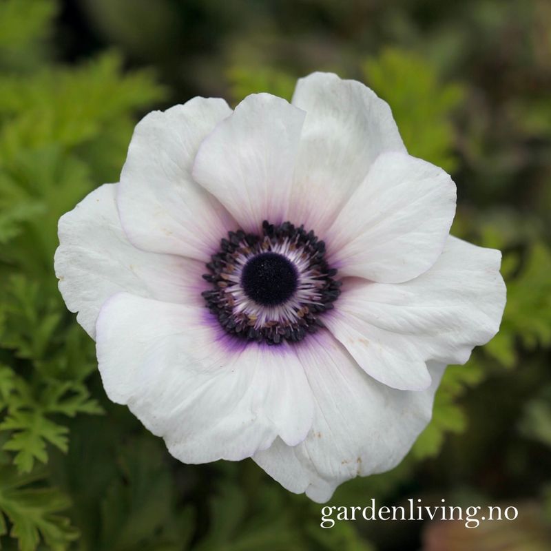 Kronsymre 'Mistral Plus Bicolour Viola' - Anemone coronaria, 10 