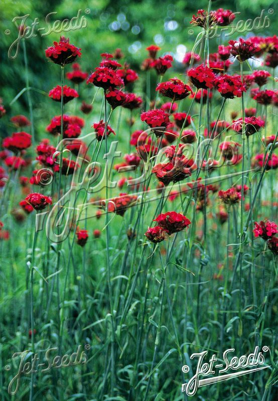 Blodnellik - Dianthus cruentus