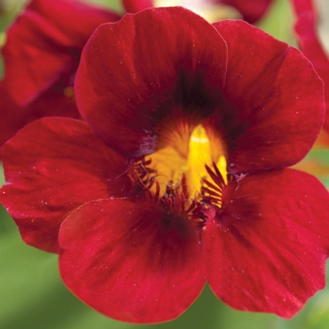 Hovedbilde Blomkarse 'Crimson Emperor' - Tropaeolum majus 