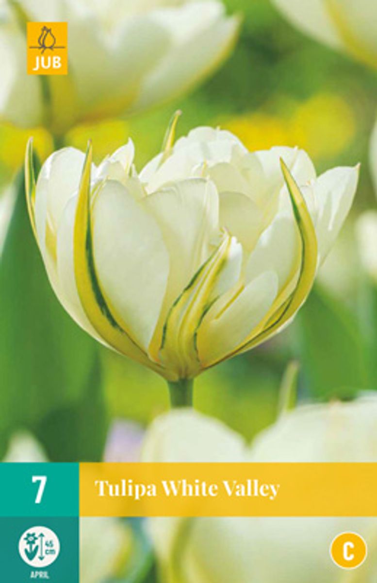 Tulipan 'White Valley’, Fosterianahybrid - 7 stk