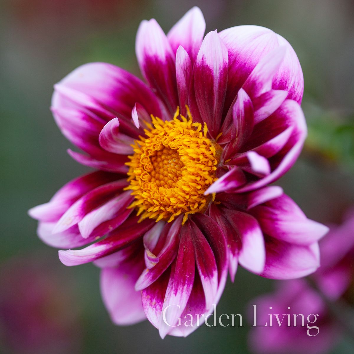 Georgine 'Liquid Desire' - Dahlia x cultorum, 1 stk.