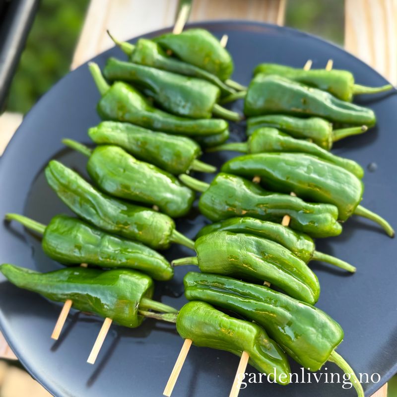 Chilipepper 'Padron' - Capsicum annuum 