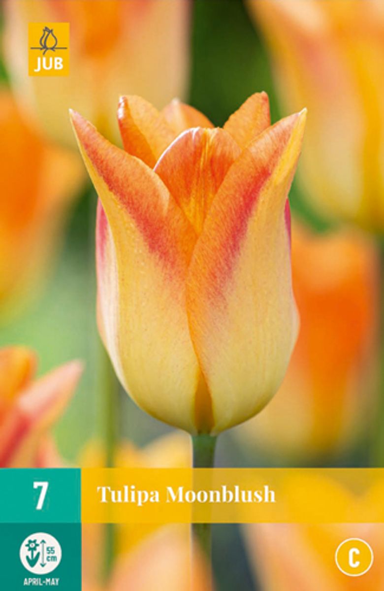 Tulipan 'Moonblush', Liljeblomstrende - 7 stk