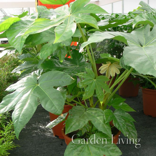 Hovedbilde Japanfatsia - Fatsia japonica
