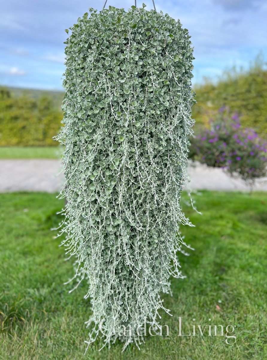 Dichondra 'Silver Surfer™'