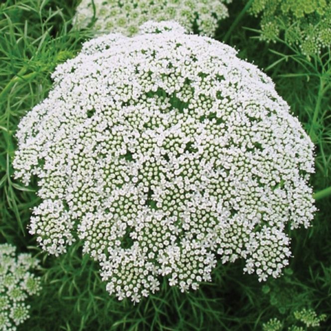 Hovedbilde Tannstikke 'Casablanca' - Ammi visnaga