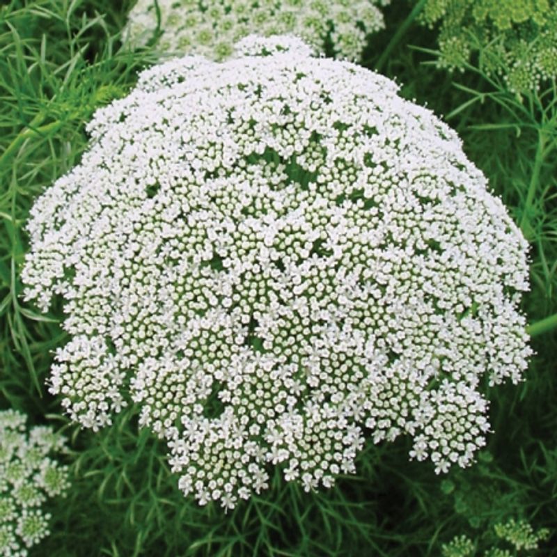Tannstikke 'Casablanca' - Ammi visnaga