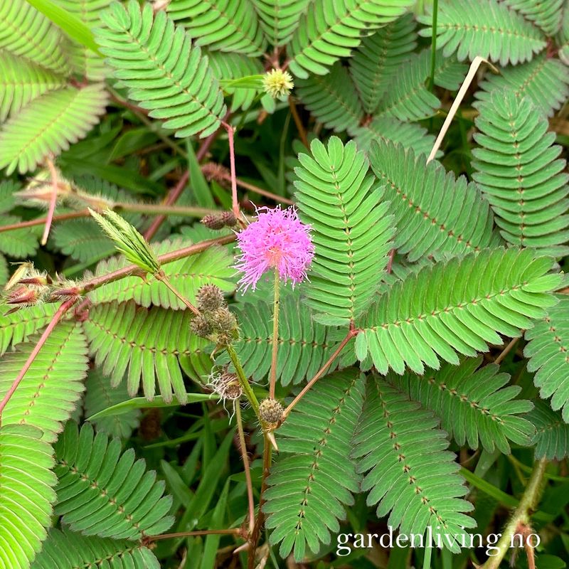 Sanseplante/Rør meg ikke - Mimosa pudica