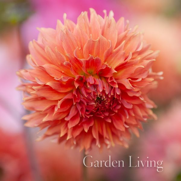 Hovedbilde Georgine 'Orange Fubuki' - Dahlia x cultorum, 1 stk.