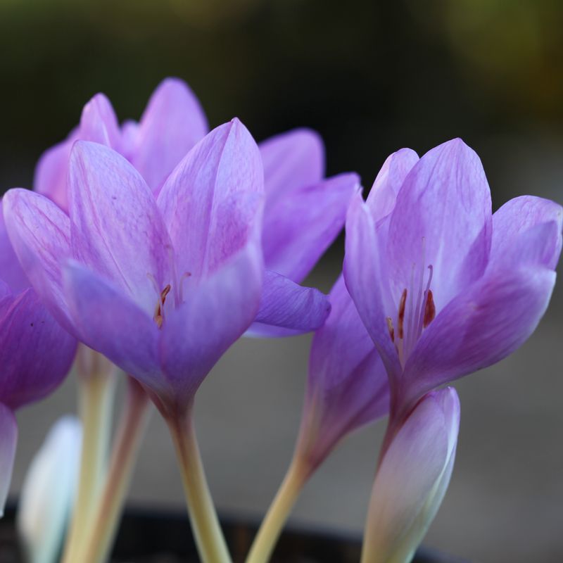Prakttidløs 'The Giant' - Colchicum - 1 stk