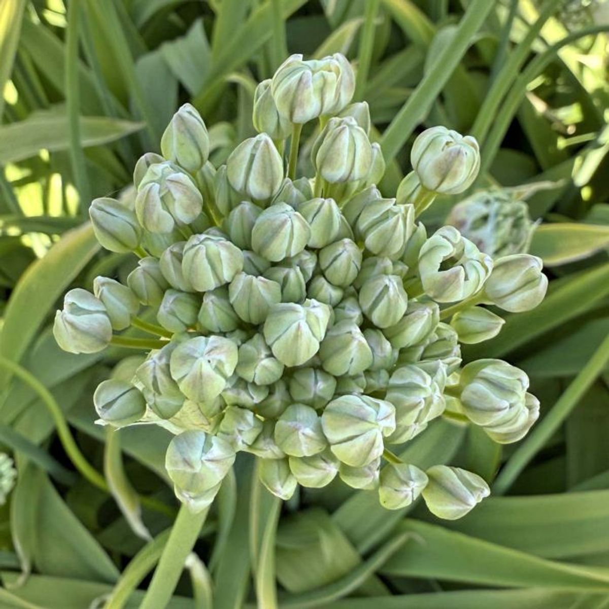 Svartløk - Allium nigrum - 10 stk