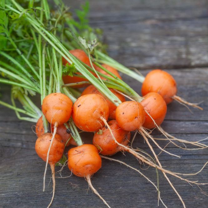 Hovedbilde Gulrot 'Paris Market 5' (Atlas) - Daucus carota