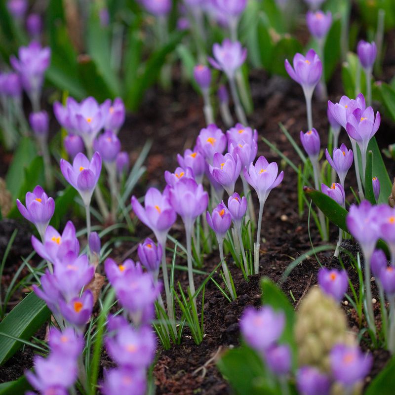 Snøkrokus 'Barr’s Purple’ - Crocus tom. - 12 stk
