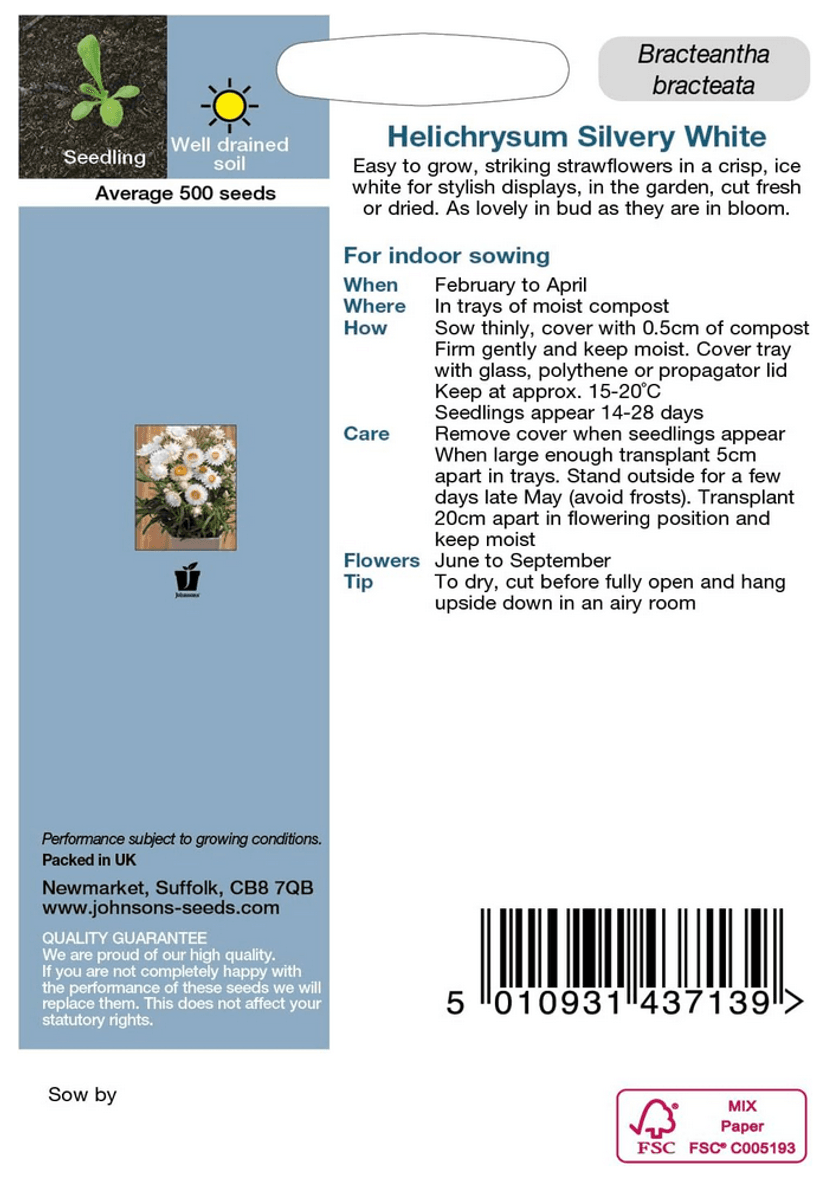 Høststråblomst 'Silvery White' - Xerochrysum bracteatum