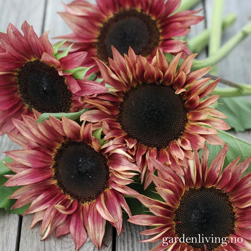 Solsikke 'Pro Cut Plum' - Helianthus annuus