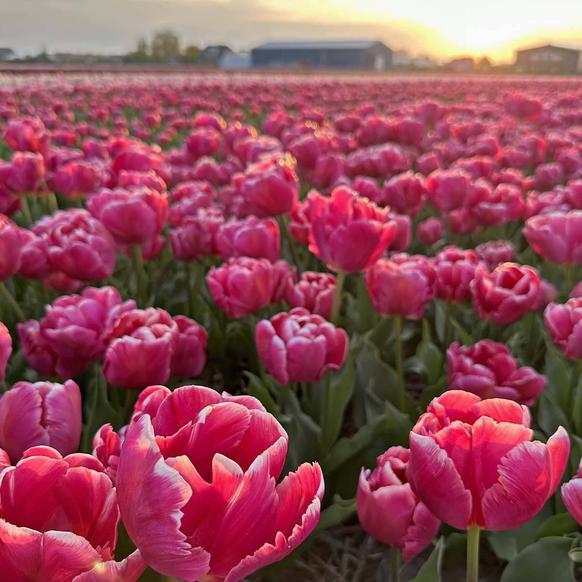 Tulipan 'Cracker Parrot', papegøyeblomstrende - 10 stk