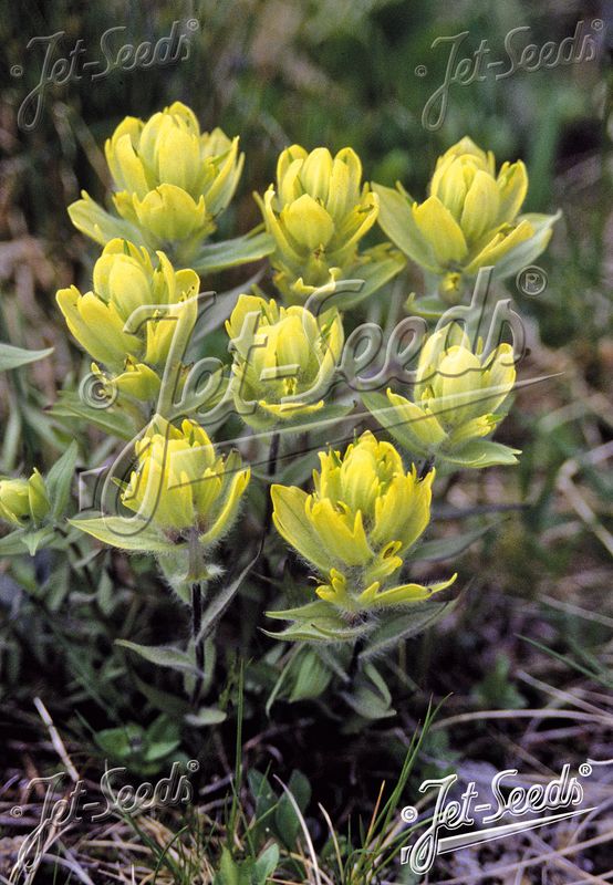 Castilleja sulphurea
