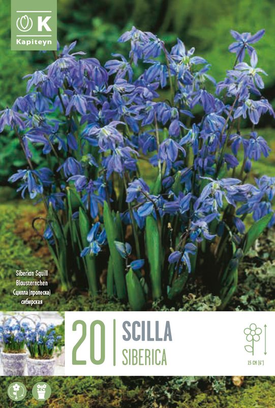 Sibirblåstjerne - Othocallis siberica - 20 stk