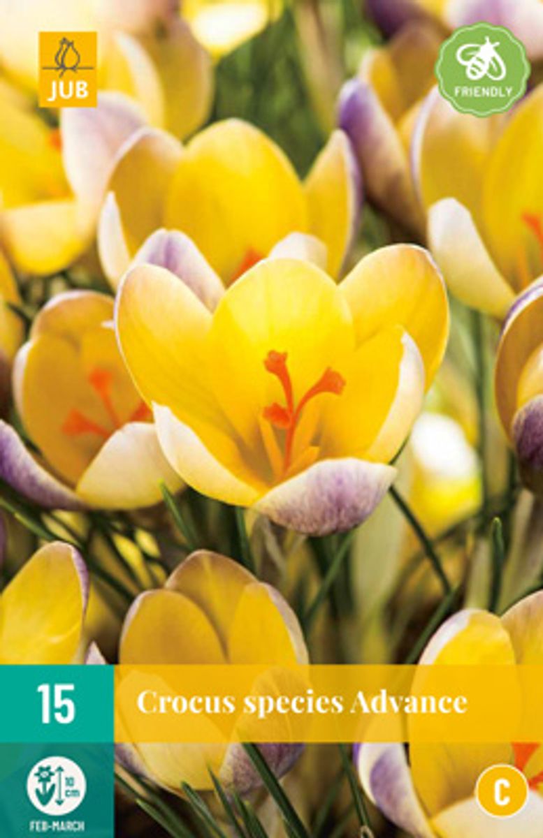 Begerkrokus 'Advance' - Crocus chrysanthus - 15 stk 