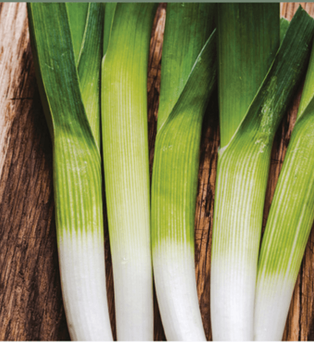 Hovedbilde Purre 'Autora' F1 - Allium porrum