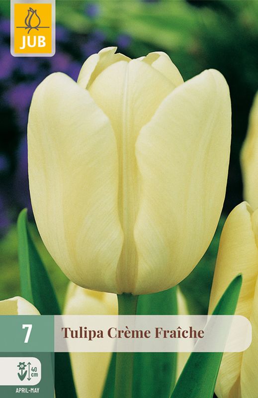 Tulipan 'Creme Fraiche', Dobbel sen - 7 stk