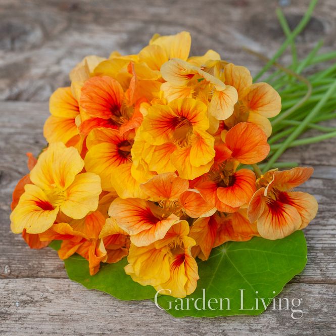 Hovedbilde Blomkarse 'Salmon Baby' - Tropaeolum majus, lav