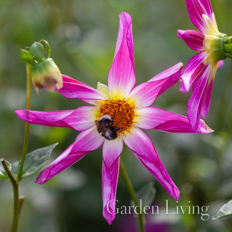 Georgine 'Honka Pink' - Dahlia x cultorum, 1 stk.