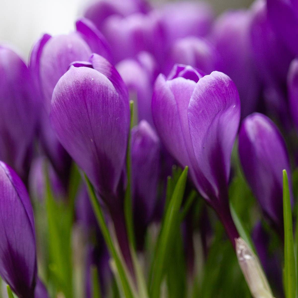 Storblomstret krokus 'Flower Record' - Crocus - 10 stk