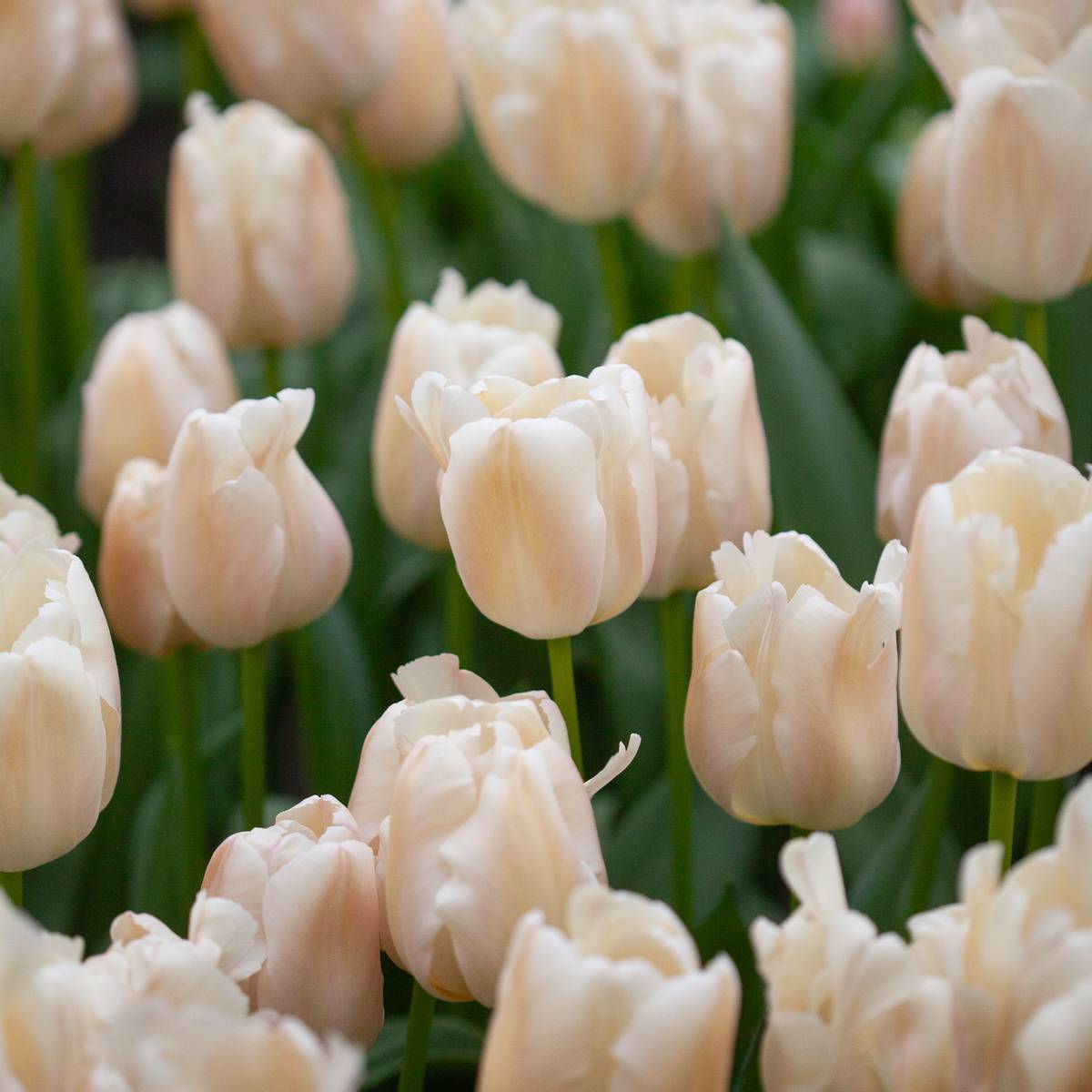 Tulipan 'Apricot Pride', darwinhybrid - 7 stk